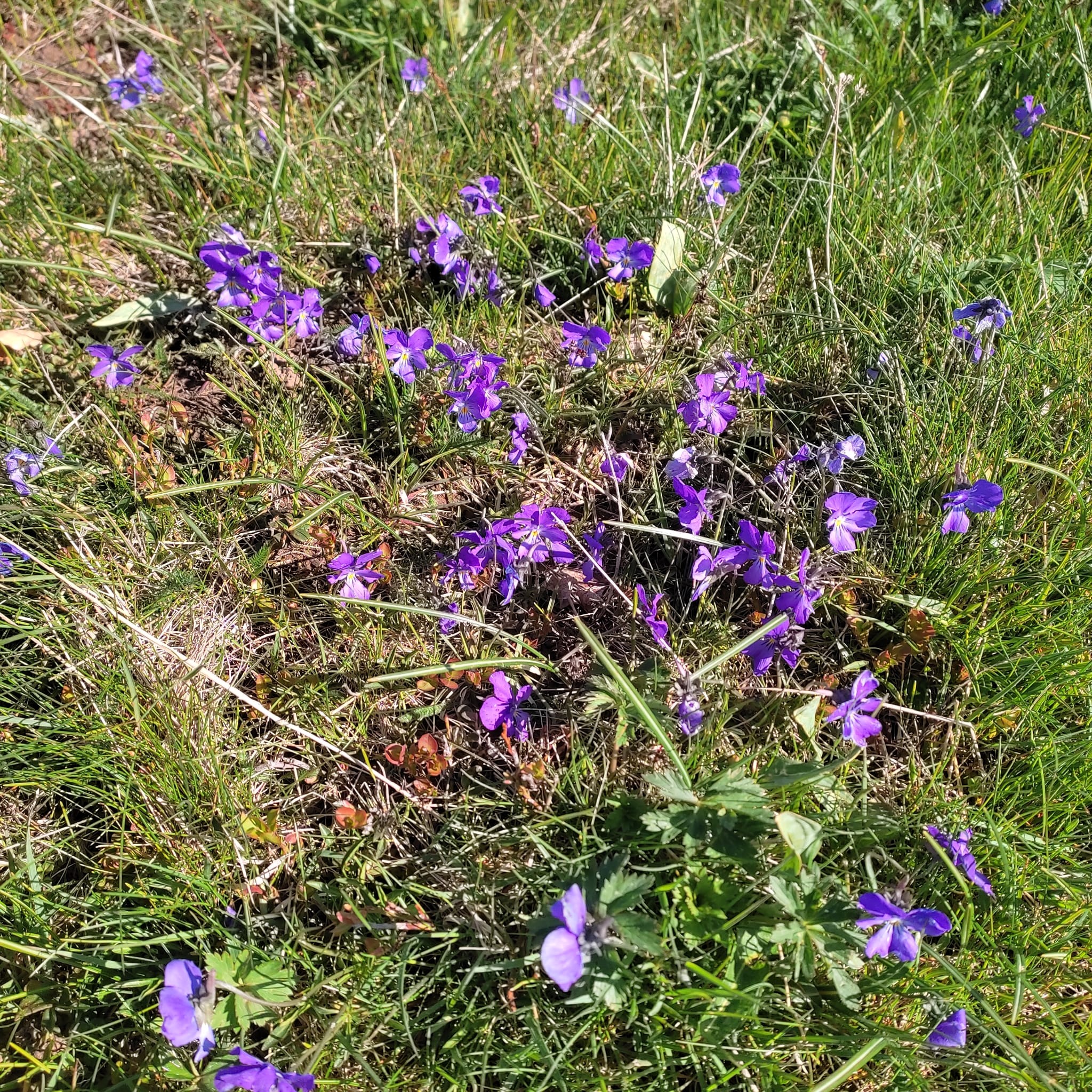 2025 Vercors vendredi 16 mai (86)