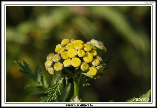 Gazette n� 36 printemps 2012